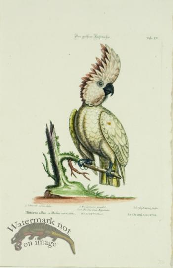 Le Grand Cacatua (The Greater Cockatoo)